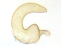 Atomaria nigriventris